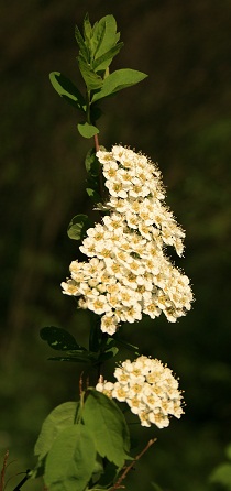 tawula